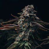 π Watermelon Zkittlez Seeds (100% off)